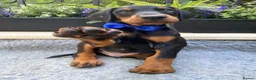 Dobermann dogs for sale: *KC REGISTERED* HEALTH TESTED DOBERMAN PUPPIES - Advert 2