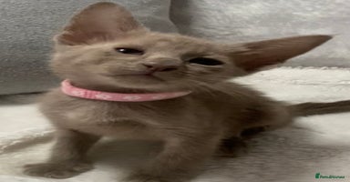 Mixed Breed cats - Advert 15