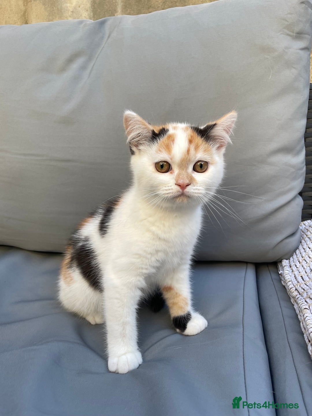 British Shorthair cats for sale: Offers accepted! Last of her litter! - Image 1