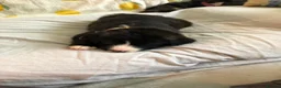 Mixed Breed dogs for sale: 1 beautiful boys left from litter of 6 - Advert 13