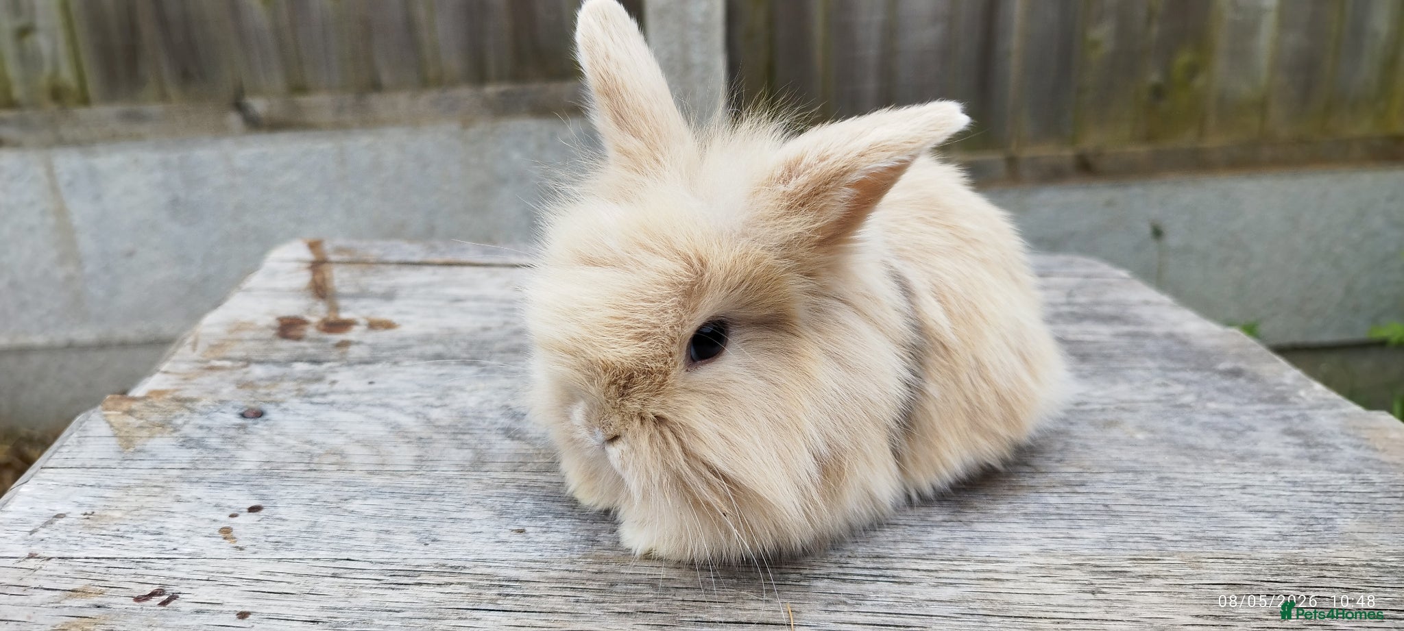 Mini Lop rabbits Mini lop x lion lop bunnies - Advert 17