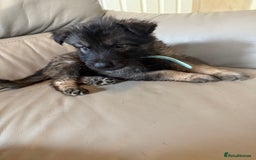 Mixed Breed dogs for sale: German shepherd x Belgian Malinois - Image 13
