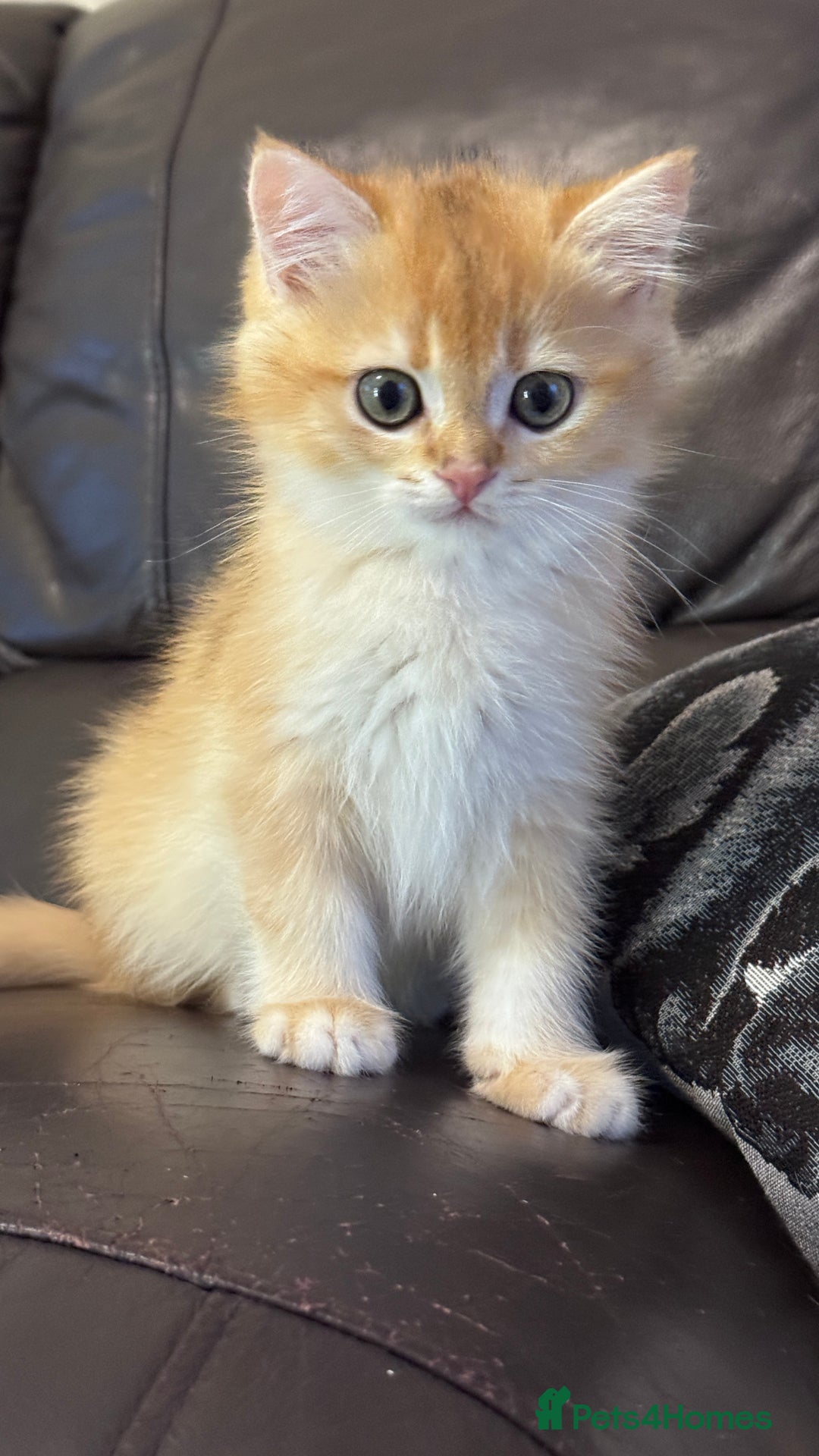 British Shorthair cats for sale: GCCF BSH BOY AND GIRL LEFT GOLDEN BLACK TIPPED  - Advert 13