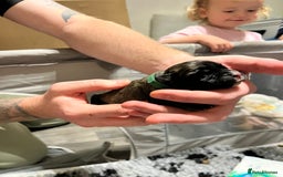 Cane Corso dogs for sale: Litter of 10 cane corso puppies family reared  - Advert 7