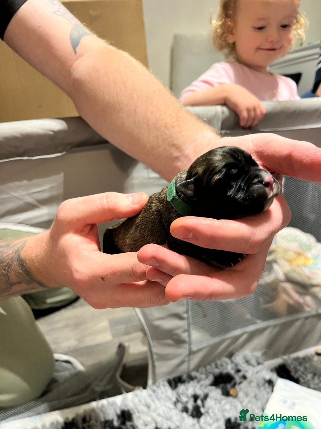 Cane Corso dogs for sale: Litter of 10 cane corso puppies family reared  - Advert 7