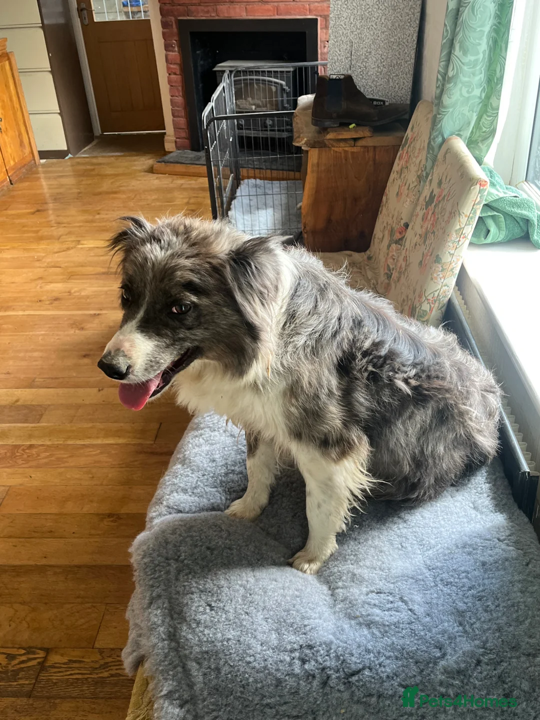 Border Collie dogs for sale: 2 7 year old female border collies - Advert 2