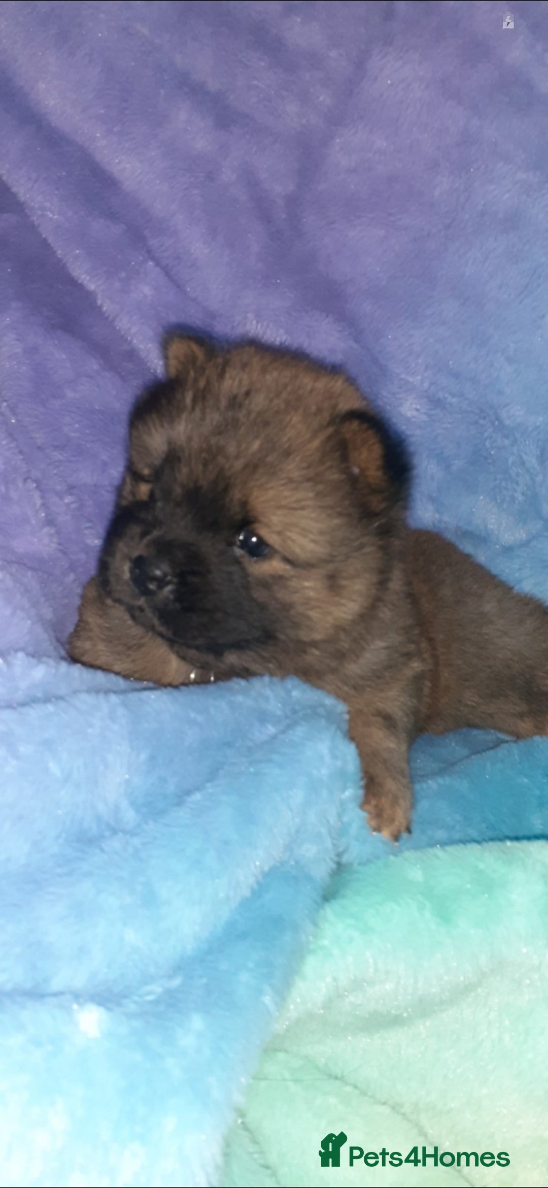 Chow Chow dogs for sale:  KC registered Chow Chow puppies for sale.🤗 - Image 33