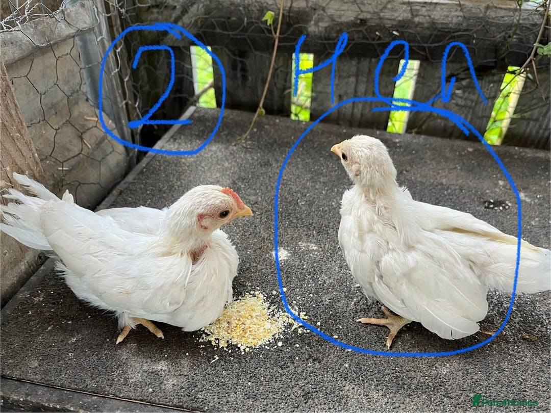 Chickens poultry for sale: Serama cockerels - Image 2