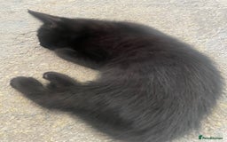 Mixed Breed cats for sale: 5 KITTENS FOR SALE🥰😍 - Image 3