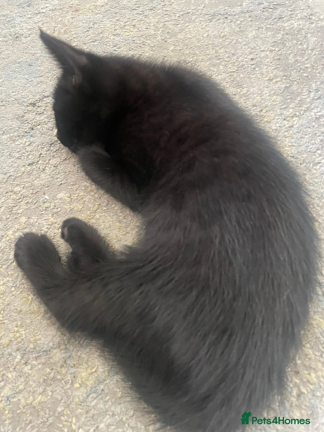 Mixed Breed cats for sale: 5 KITTENS FOR SALE🥰😍 - Image 3