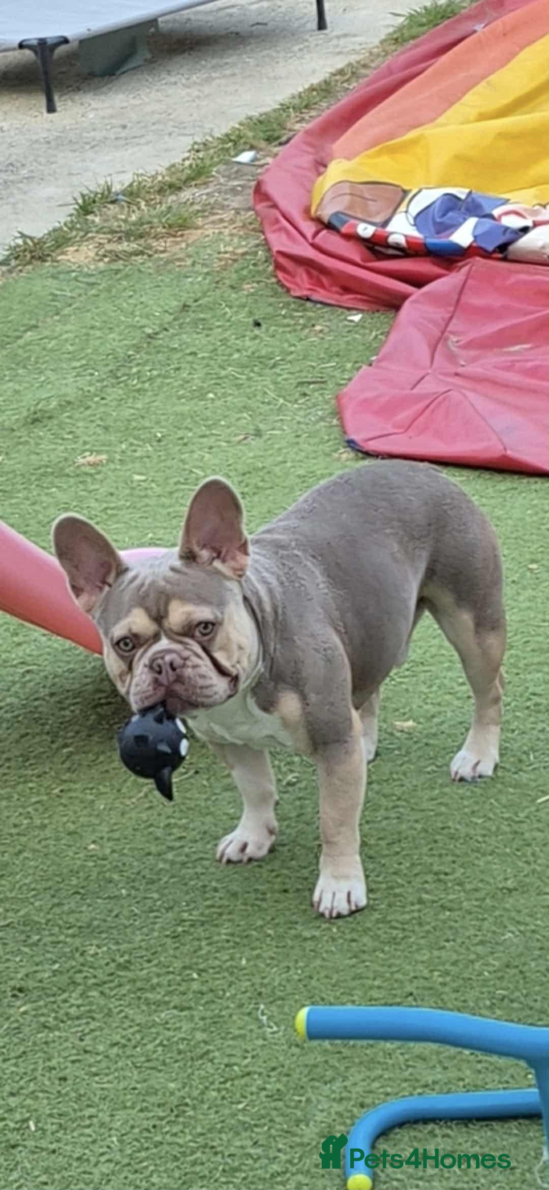 French Bulldog dogs for stud: male french stud  - Image 3