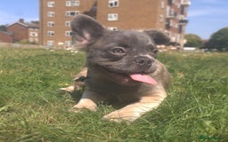 French Bulldog dogs for sale: 🐾  KLASSY BULLZ - KLASSY PUPZ 🐾  in Beckenham - Image 18