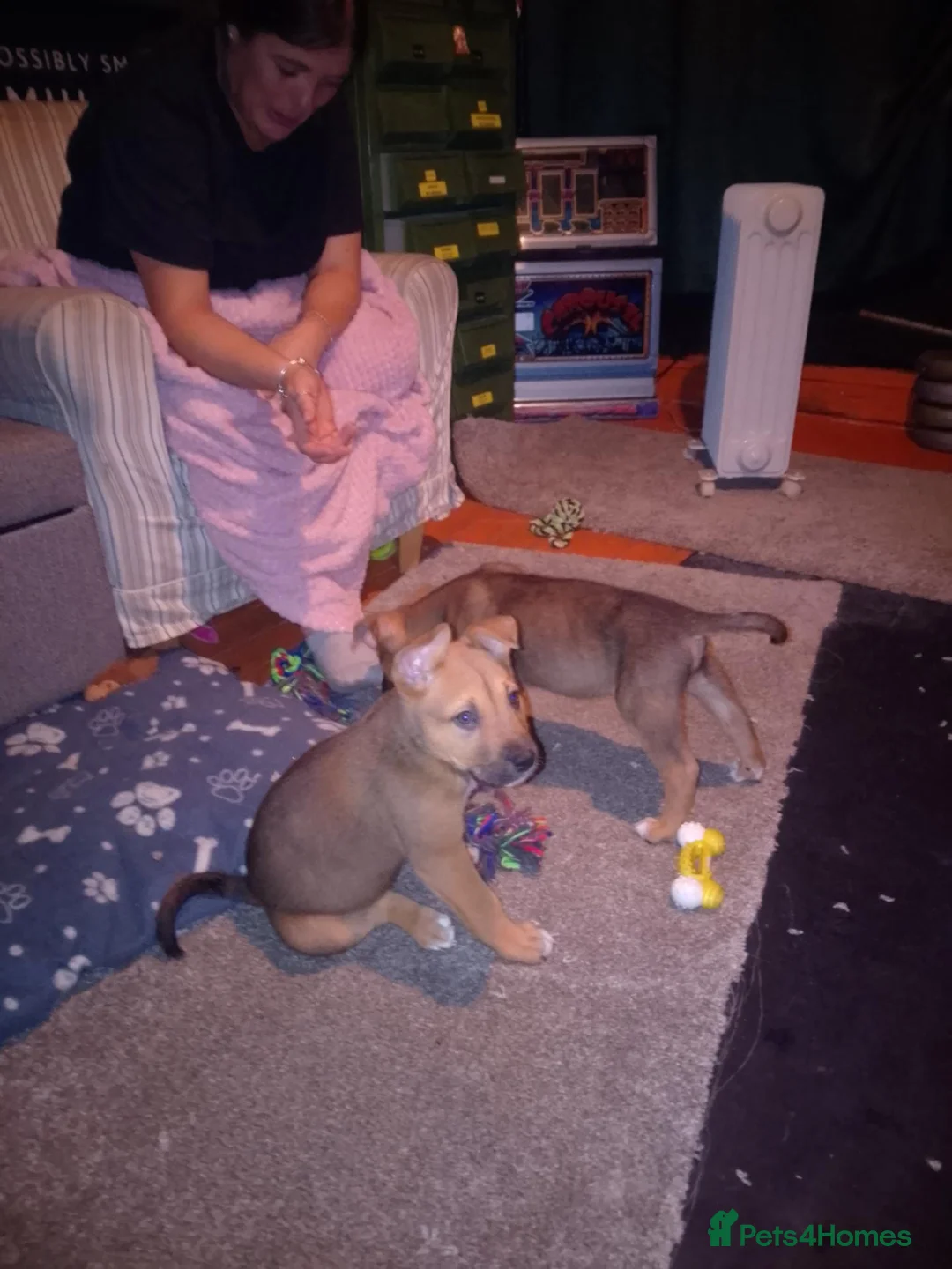 Mixed Breed dogs for sale: Bulakita - Advert 2