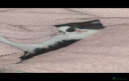British Longhair cats for sale: Beautiful little girl  - Image 2