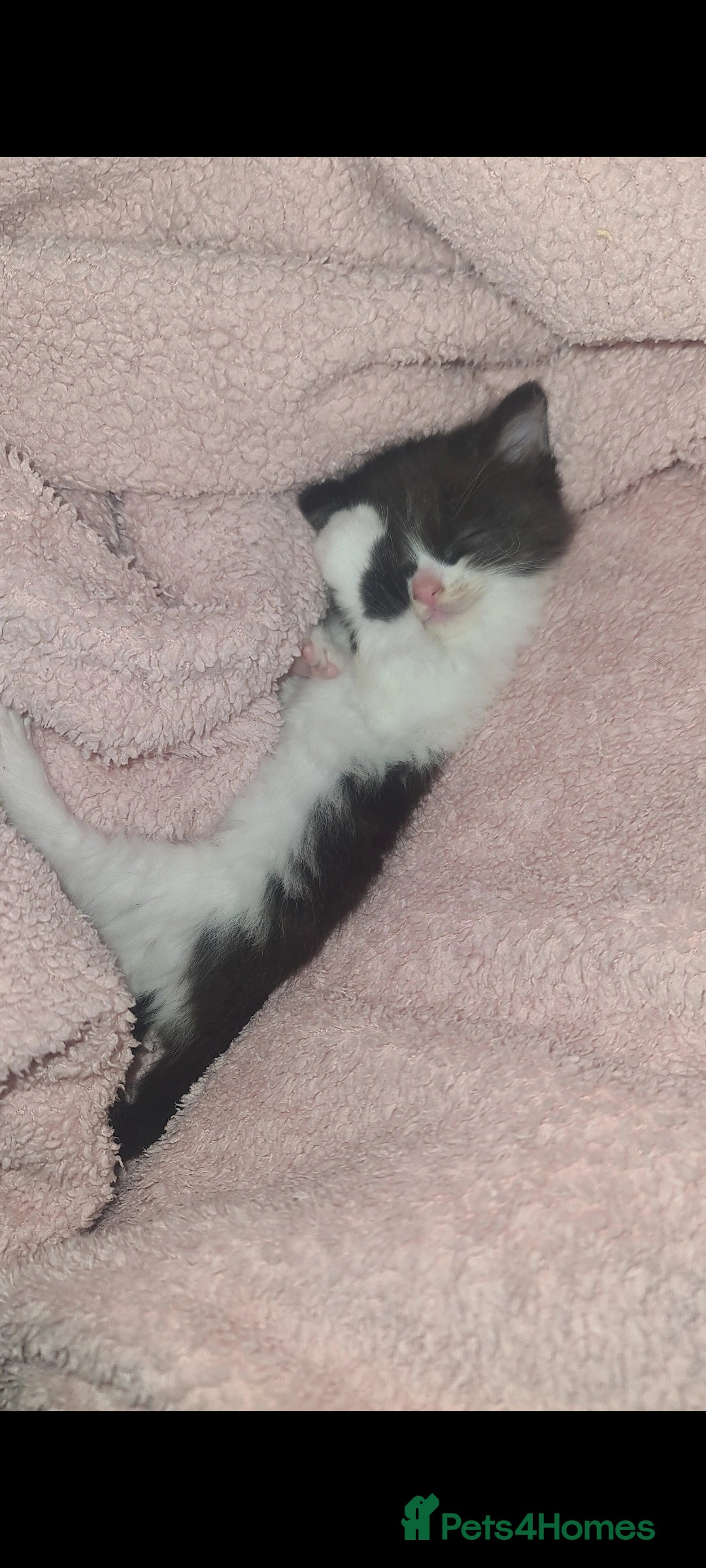 British Longhair cats for sale: Beautiful little girl  - Image 2