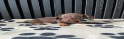 Miniature Dachshund dogs for sale: Dachshund Puppies (miniature) - Advert 9