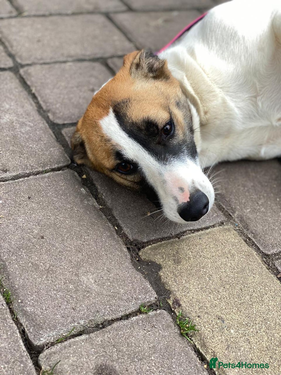 Mixed Breed dogs for adoption: 💖🐶 ZAYKA 🐶💖 - Advert 17