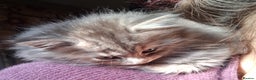 Mixed Breed cats for sale: AWESOME FLUFFY CHUNKY NORWEGIAN FOREST CAT X - Advert 1