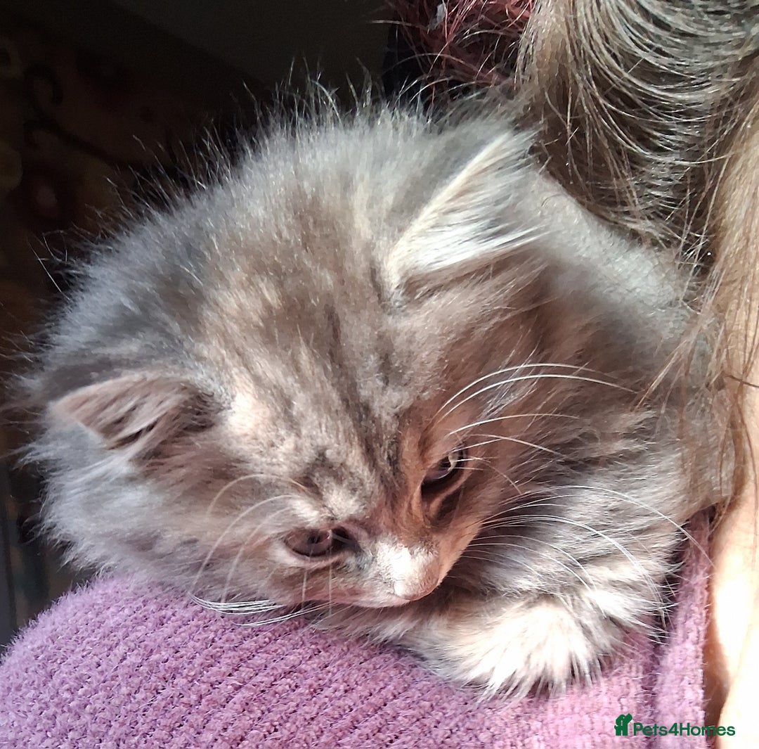 Mixed Breed cats for sale: AWESOME FLUFFY CHUNKY NORWEGIAN FOREST CAT X - Advert 1