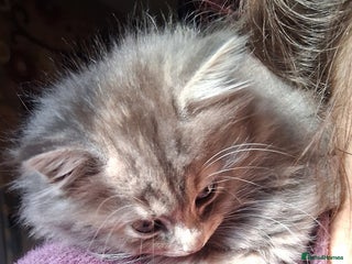 Mixed Breed cats AWESOME FLUFFY CHUNKY NORWEGIAN FOREST CAT X - Advert 1