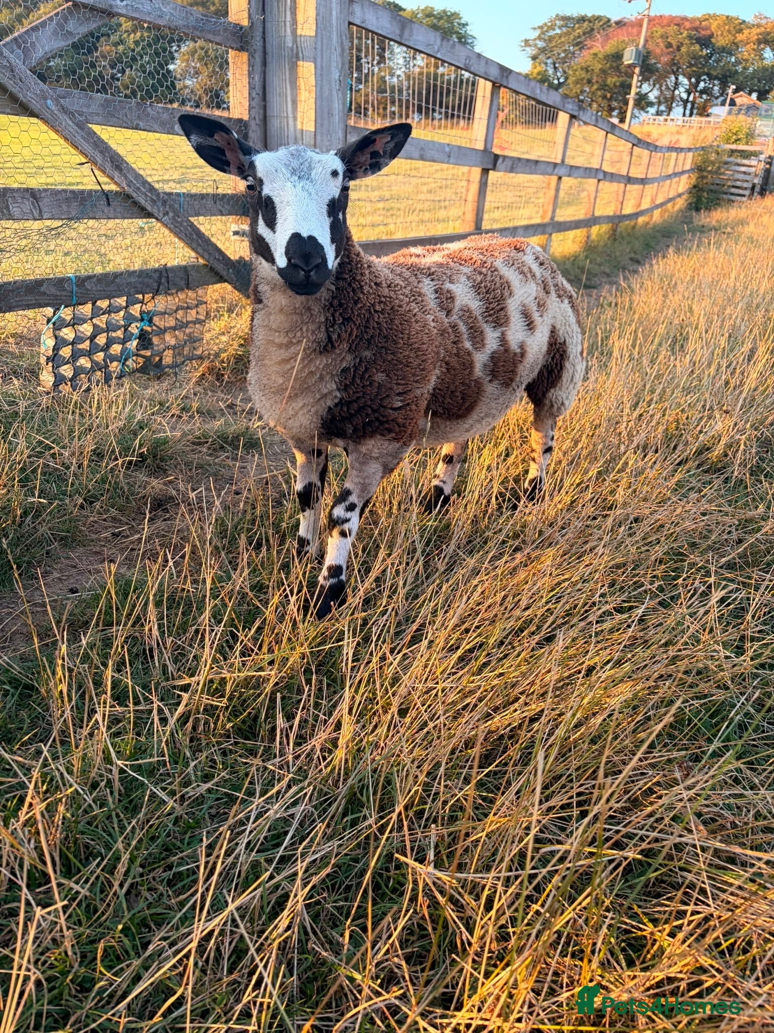 Sheep livestock Dutch Spotted × Zwartble Ewe Twin Lambs  - Advert 14