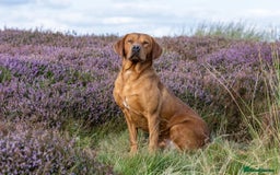 Labrador Retriever dogs for sale: Fox Red Labrador Puppies from Working Parents - Image 5