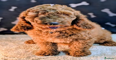Miniature Poodle dogs - Advert 9