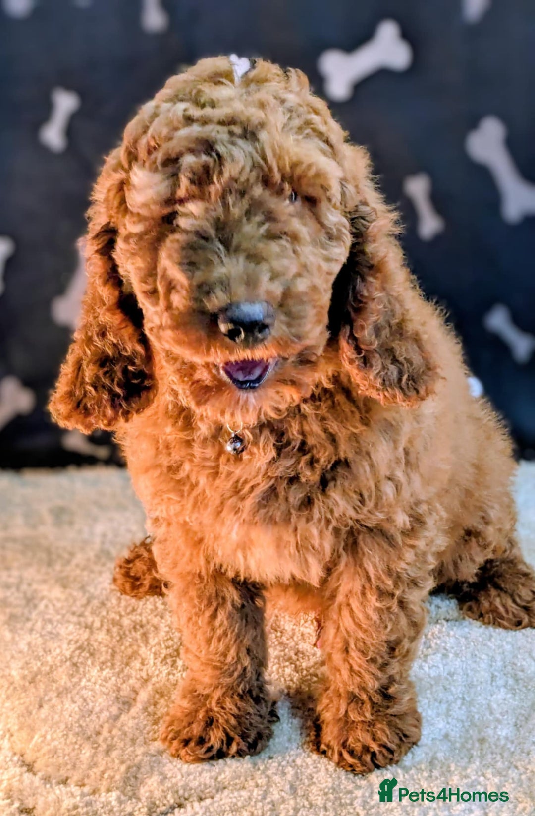 Miniature Poodle dogs for sale: Miniature Poodle Puppies for Sale! - Image 3