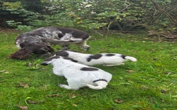 Cocker Spaniel dogs for sale: WORKING COCKER SPANIELS ..DNA CLEAR - Image 33