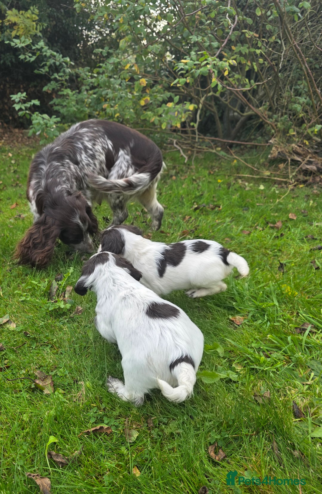 Cocker Spaniel dogs for sale: WORKING COCKER SPANIELS ..DNA CLEAR - Image 33