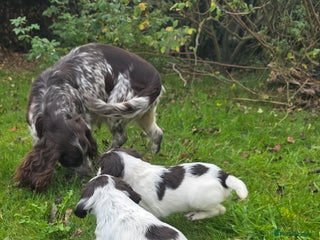Cocker Spaniel dogs - Advert 10