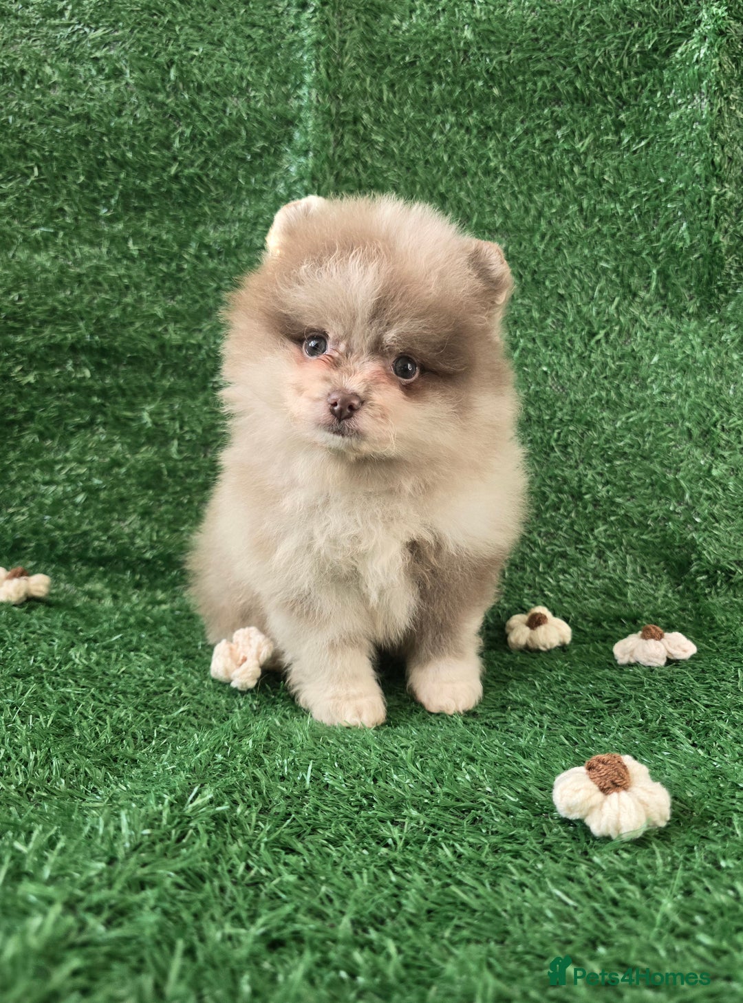 Pomeranian dogs for sale: 💜Lavender lilac chocolate merle exceptional poms - Advert 9