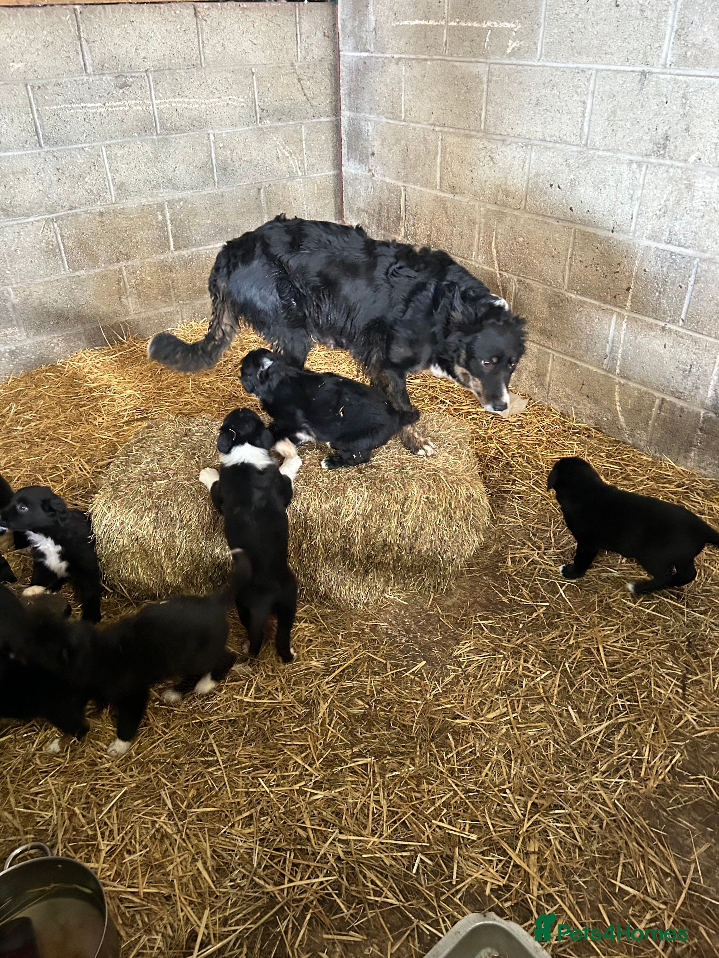 Border Collie dogs Border collie pups for sale - Advert 1