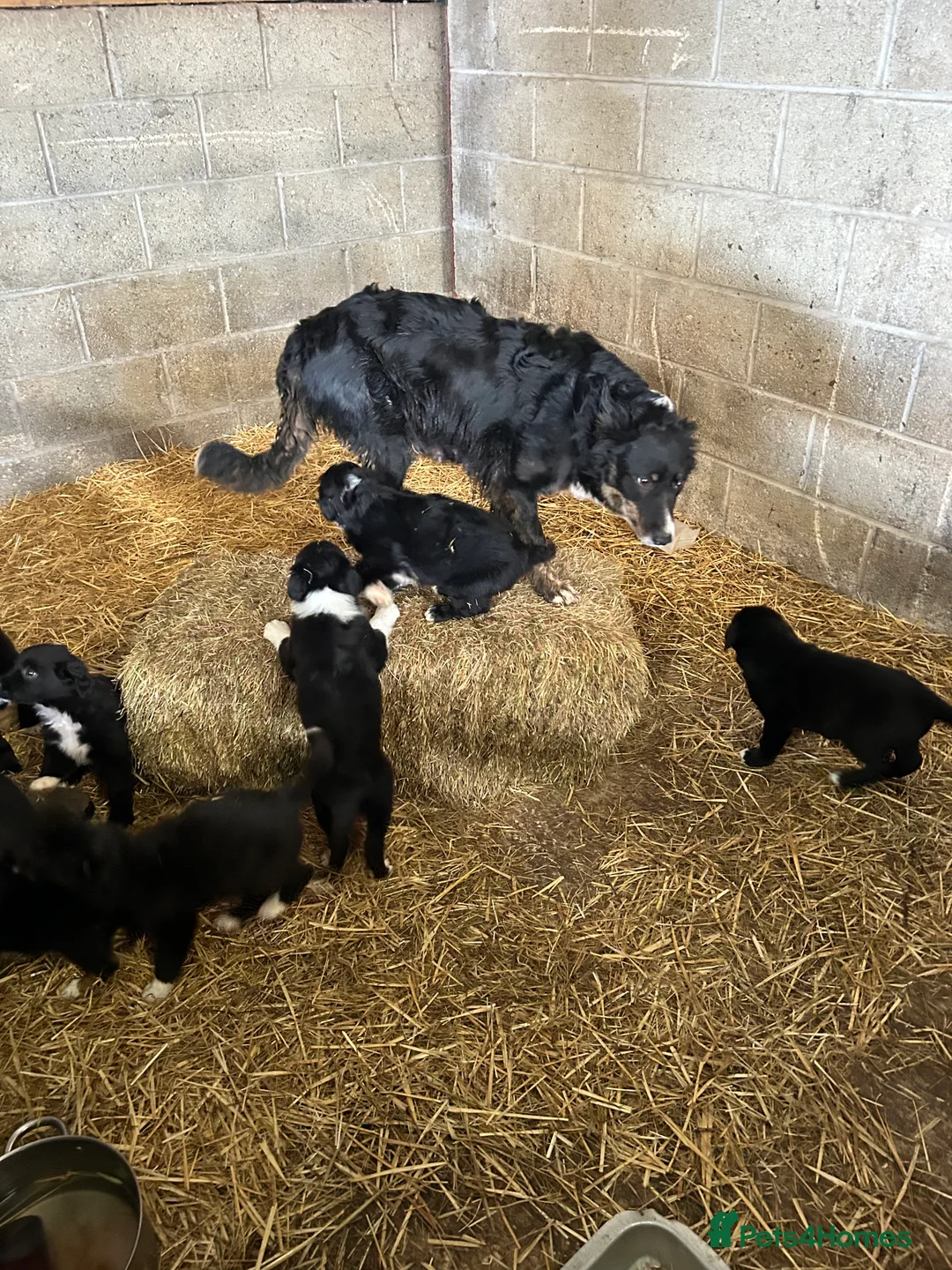 Border Collie dogs for sale: Border collie pups for sale - Advert 1