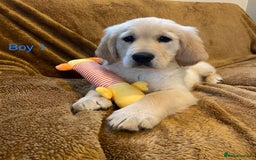 Golden Retriever dogs for sale: KC Registered Golden Retriver Puppies - Image 4