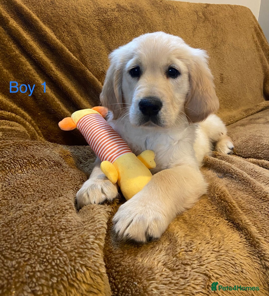 Golden Retriever dogs for sale: KC Registered Golden Retriver Puppies - Image 4