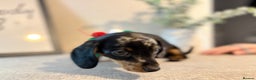 Miniature Dachshund dogs for sale: Miniature Dachshunds dapple. KC reg 4th Jan - Advert 8