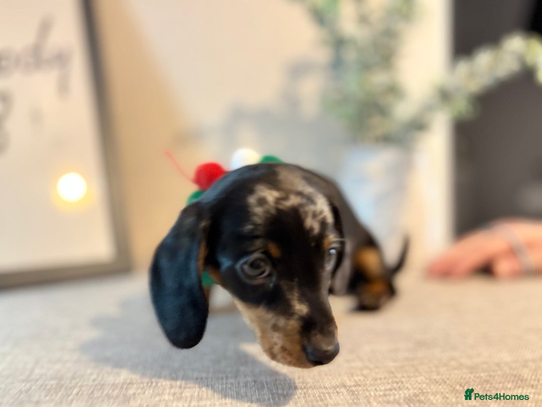 Miniature Dachshund dogs for sale: Miniature Dachshunds dapple. KC reg 4th Jan - Advert 8