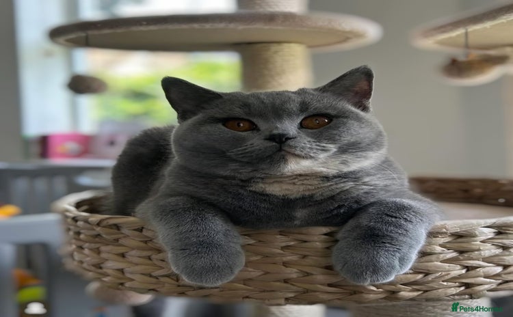 British Shorthair cats - Advert 3