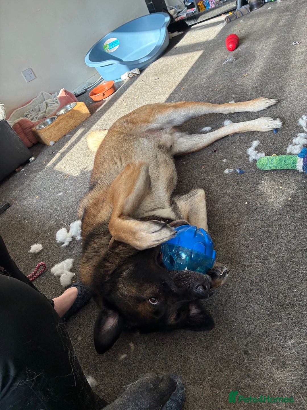 Mixed Breed dogs for sale: Looking to rehome Blu  - Advert 6