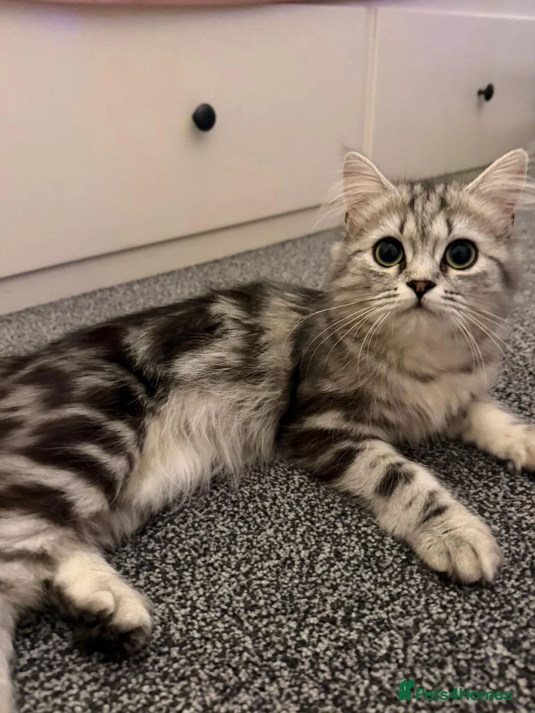 Domestic Shorthair cats for sale: Iris  - Advert 2