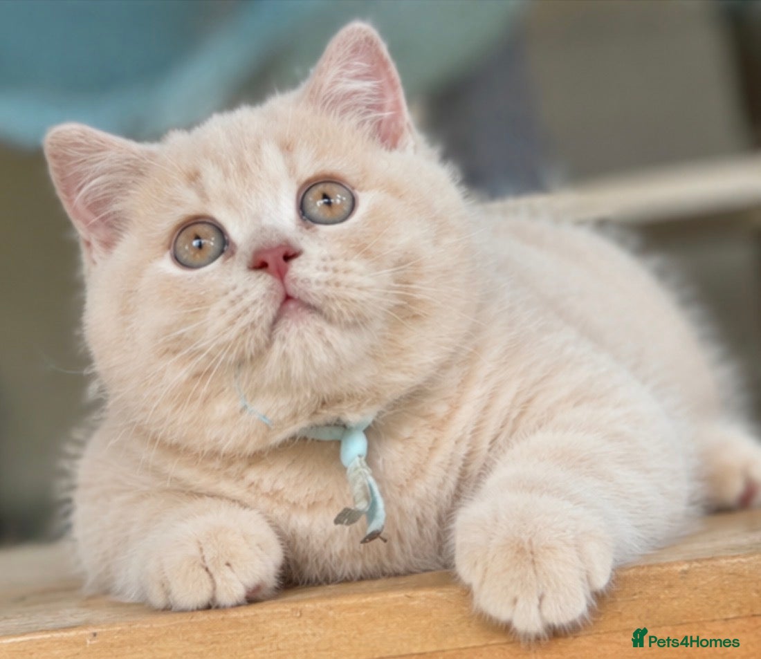 British Shorthair cats 🐾Ready to go 23rd June  / 2 boys left !  - Advert 3