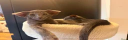 Siamese cats for sale: 🩵Lovely Siamese boys  - Advert 4