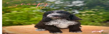 Cockapoo Puppy 6