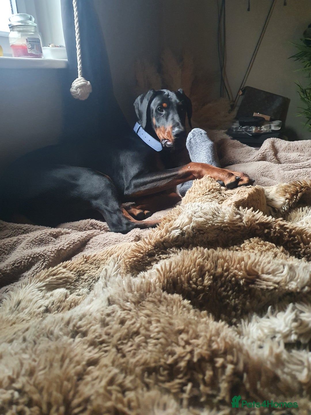 Dobermann dogs for sale: Doberman - Advert 1