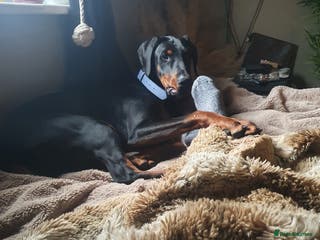 Dobermann dogs Doberman - Advert 1