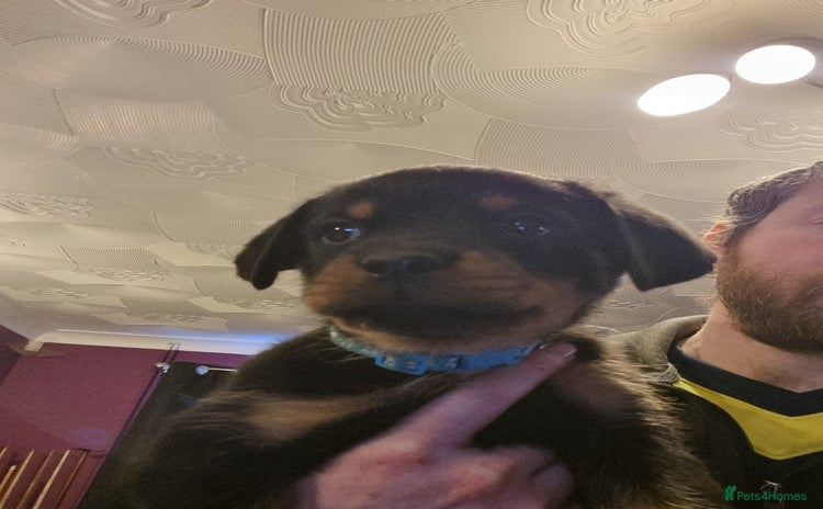 Rottweiler dogs Rottweiler  - Advert 13