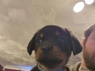 Rottweiler dogs Rottweiler - Advert 7