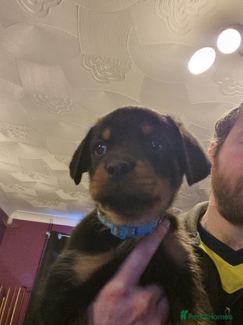 Rottweiler dogs Rottweiler - Advert 13