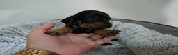 Dachshund dogs for sale: Beautiful Standard Dachshund Puppies  - Advert 16